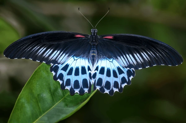 Blue Mormon butterfly Sri Lanka